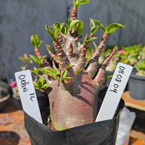 0808 04 Arabicum Odin FL F2 12 meses