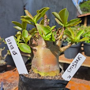 0808 05 Arabicum Spartacus F2 12 meses