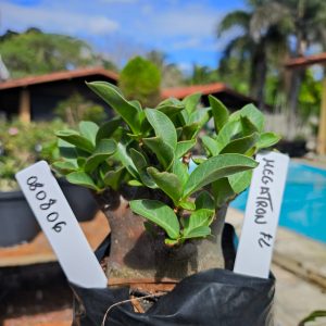 0808 06 Arabicum Megatron F2 12 meses