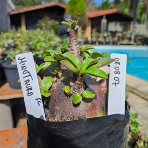 0808 07 Arabicum Minotauro F2 12 meses