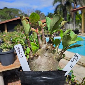 0808 08 Arabicum Atlas f2 F2 12 meses