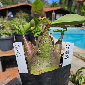 0808 09 Arabicum Javali F2 12 meses