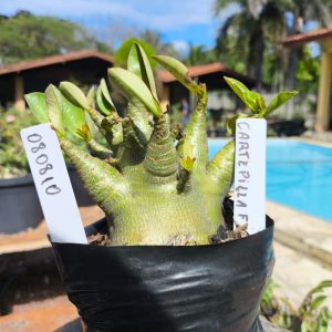 0808 10 Arabicum Cartepilia F2 12 meses