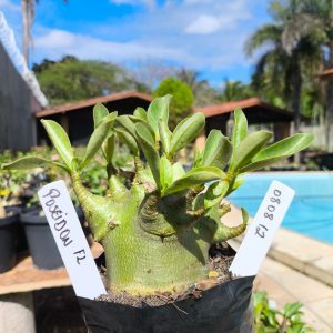 0808 12 Arabicum Poseidon F2 12 meses