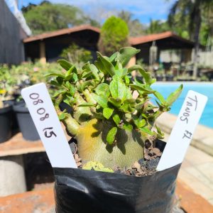 0808 15 Arabicum Tanos F2 12 meses