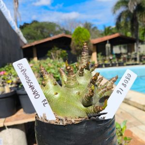 0808 16 Arabicum Espinossauro F2 12 meses