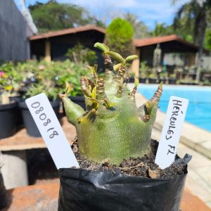 0808 18 Arabicum Hércules F2 12 meses