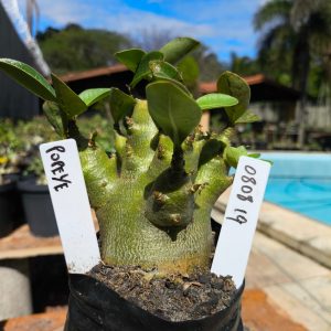 0808 19 Arabicum Popeye F2 12 meses