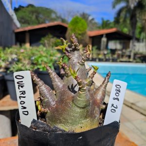 0808 40 Arabicum Ultron F2 12 meses