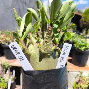 0808 21 Arabicum Megatron F2 12 meses