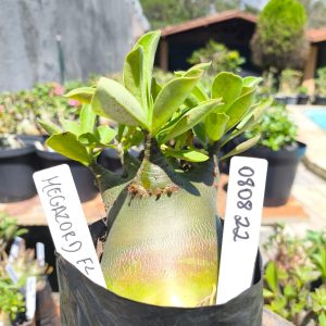 0808 22 Arabicum Megazord F2 12 meses