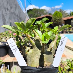 0808 24 Arabicum Tyson F2 12 meses