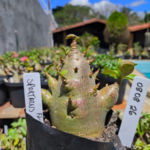 0808 26 Arabicum Spartacus F2 12 meses