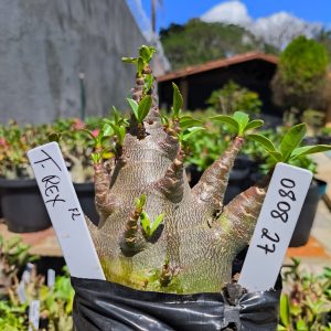 0808 27 Arabicum T-rex F2 12 meses