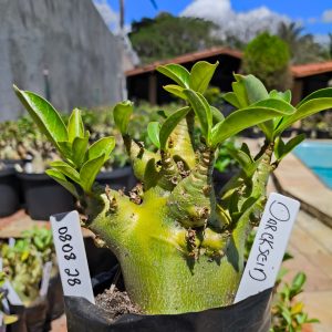 0808 28 Arabicum Darckseid F2 12 meses