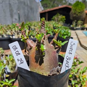 0808 29 Arabicum Superblack F2 12 meses