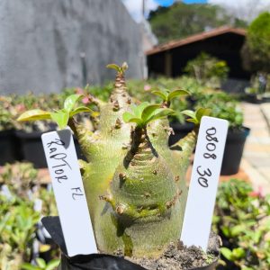 0808 30 Arabicum Raptor F2 12 meses