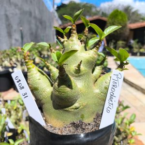 0808 31 Arabicum Pterodactilo F2 12 meses