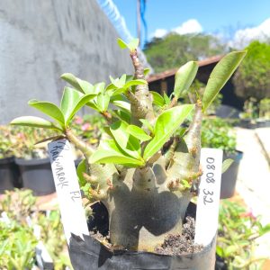 0808 32 Arabicum Ragnarok F2 12 meses