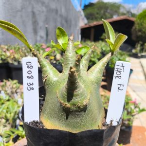 0808 33 Arabicum Thor F2 12 meses