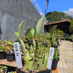 0808 37 Arabicum Brutos F2 12 meses