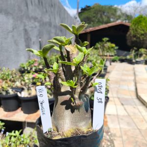 0808 38 Arabicum Red Bangle F2 12 meses