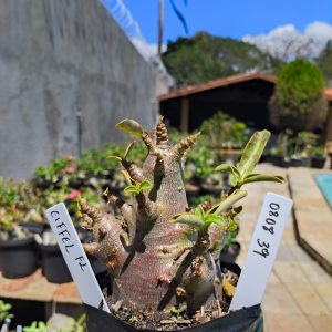 0808 39 Arabicum Eiffel F2 12 meses