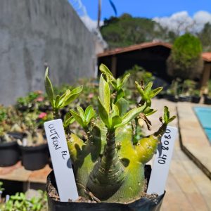 0808 40 Arabicum Ultron F2 12 meses