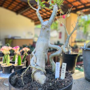 0808 02 Baobá Ferrari Black