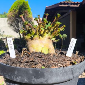 0808 03 Arabicum Spartacus - Adulta