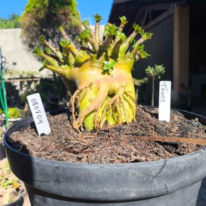 0808 04 Arabicum Tanos - Adulta