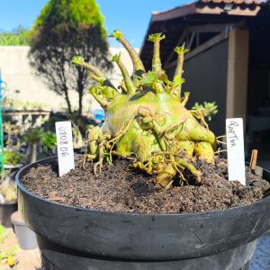 0808 06 Arabicum Darkseid - Adulta