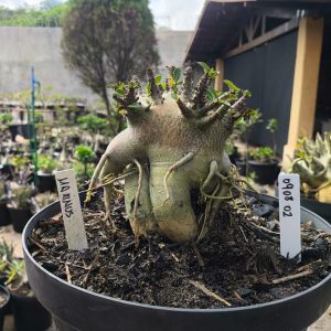 0908 02 Arabicum Maximus - Adulta