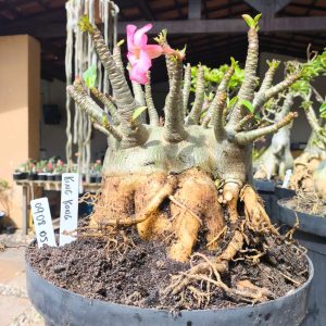 0908 05 Arabicum King Kong - Adulta