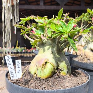 0908 06 Arabicum Panzer Tigrada - Adulta