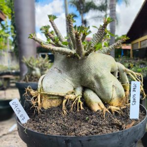 0908 07 Arabicum Star Wars - Adulta