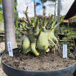 0908 08 Arabicum Hércules - Adulta