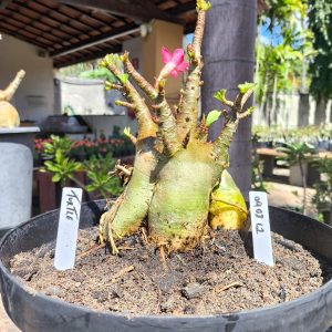 0908 12 Arabicum Turtle - Adulta