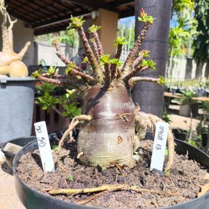 0908 13 Arabicum Bei Bid - Adulta