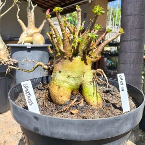 0908 14 Arabicum Spartacus - Adulta