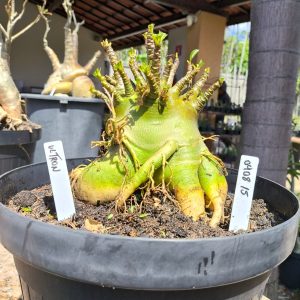 0908 15 Arabicum Ultron - Adulta