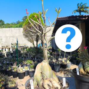 0608 04 Baobá id Mistérioso