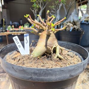 0908 20 Arabicum Bugatti - Adulta