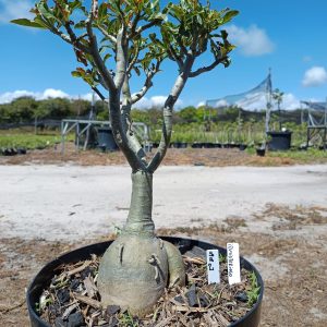 0908 01 Baobá ID Misterioso