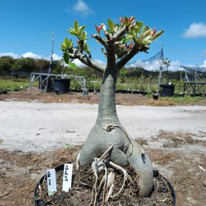 0908 04 Baobá Variegata 500