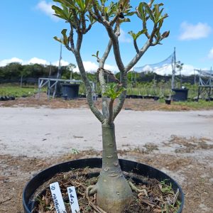 0908 02 Baobá ID Misterioso