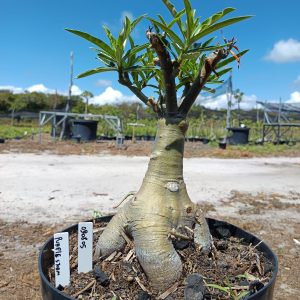 0908 05 Baobá Purple Storm