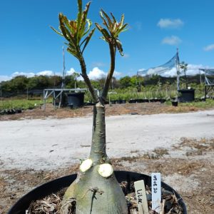 0908 10 Baobá Lilac Frost