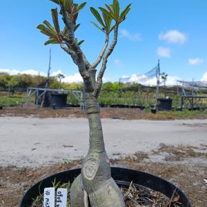 0908 09 Baobá ID Misterioso