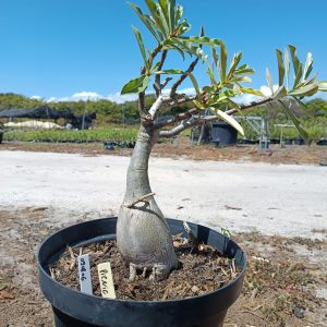 0908 06 Baobá Pic Nic